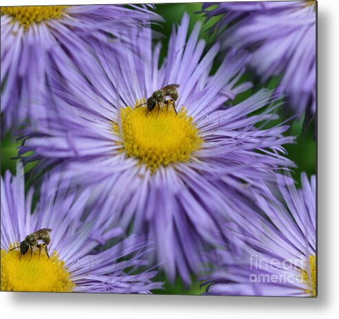 Flower Metal Print featuring the photograph Summer Fantasy by Smilin Eyes Treasures