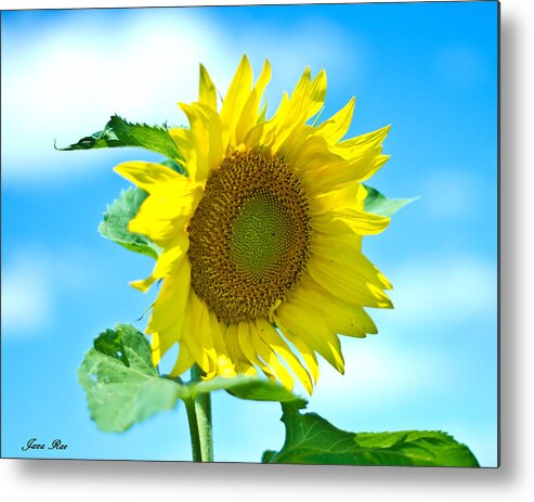 Sunflower Metal Print featuring the photograph Sunflower 1 by Jana Rosenkranz