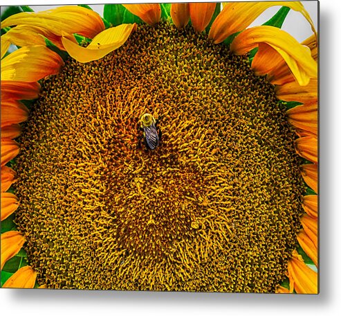 Maryland Metal Print featuring the photograph Sunflower Close Up 3 by Leah Palmer