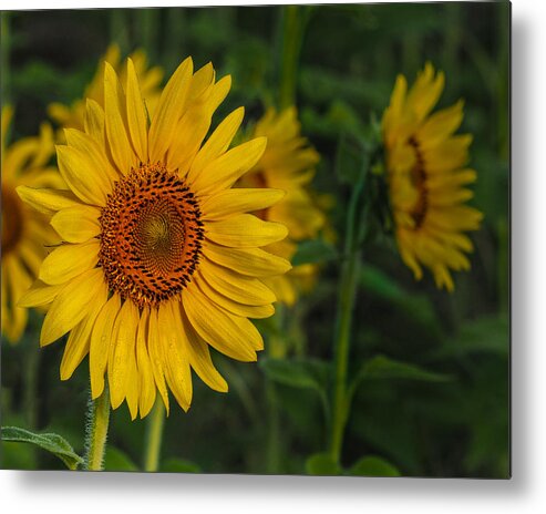 Sunflower Metal Print featuring the photograph Sunflower by Paula Ponath