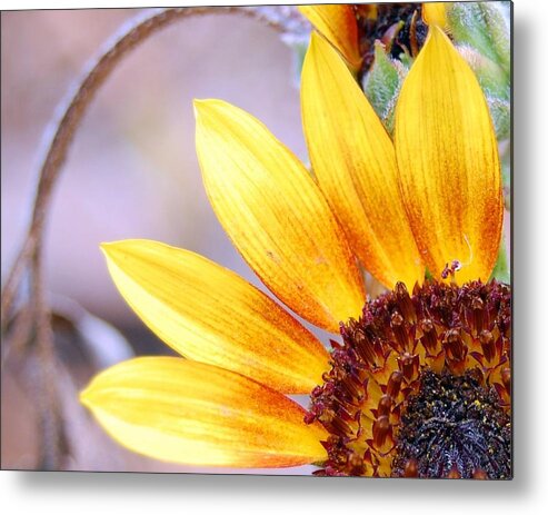 Sunflower Metal Print featuring the photograph Sunflower Perspective by Amy Fose