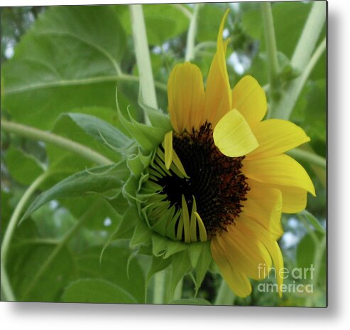 Sunflower Metal Print featuring the photograph Sunflower Rising by Kristin Aquariann
