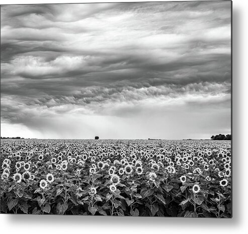 Landscapes Metal Print featuring the photograph Sunflowers and Rain Showers by Penny Meyers