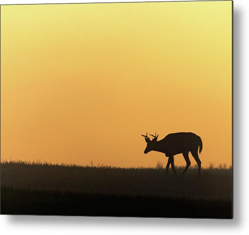 Silhouette Metal Print featuring the photograph Sunrise Deer by Bill Wakeley