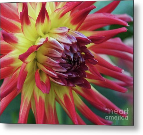 Dahlia Metal Print featuring the photograph Sunset Dahlia by Patricia Strand