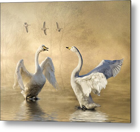 Swans Metal Print featuring the photograph Sunset squabble by Brian Tarr
