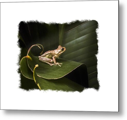 Frog Metal Print featuring the photograph Surfing the Wave Bordered by Debra and Dave Vanderlaan