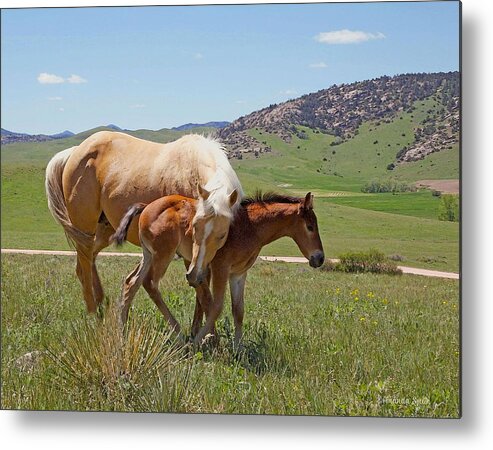 Wyoming Metal Print featuring the photograph Sweet Comfort by Amanda Smith