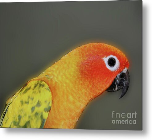 Animal Metal Print featuring the photograph Sweet Face by Smilin Eyes Treasures