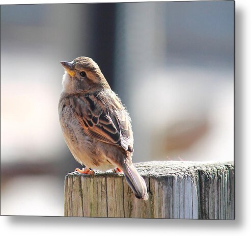 Sparrow Metal Print featuring the photograph Sweet Sparrow by Angela Murdock