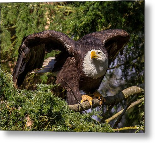Bald Eagle Metal Print featuring the photograph Take-off by Carl Olsen