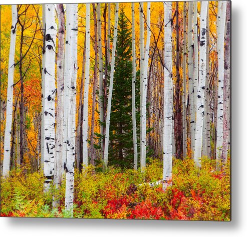 Aspens Metal Print featuring the photograph The Autumn Forest by Tim Reaves