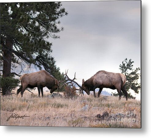 Bull Elk Metal Print featuring the photograph The Battle by Bon and Jim Fillpot