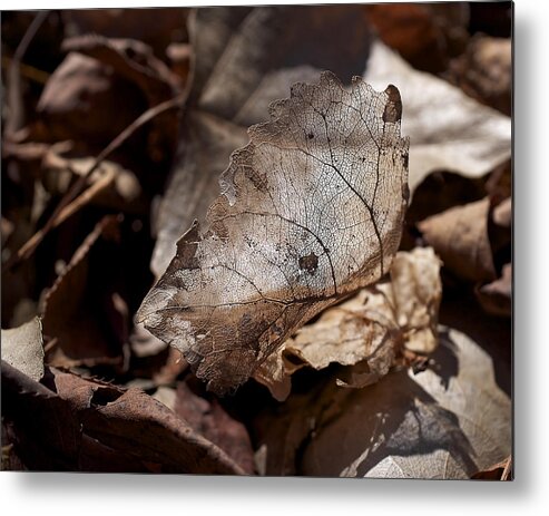Leaf Metal Print featuring the photograph The Beauty of the End by Rona Black