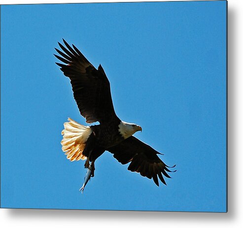 Wildlife Metal Print featuring the photograph The Catch by Pamela Peters