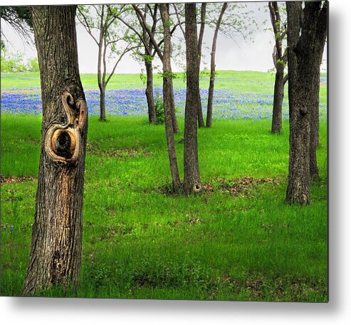 Bluebonnet Metal Print featuring the photograph The Enchanted Forest by David and Carol Kelly