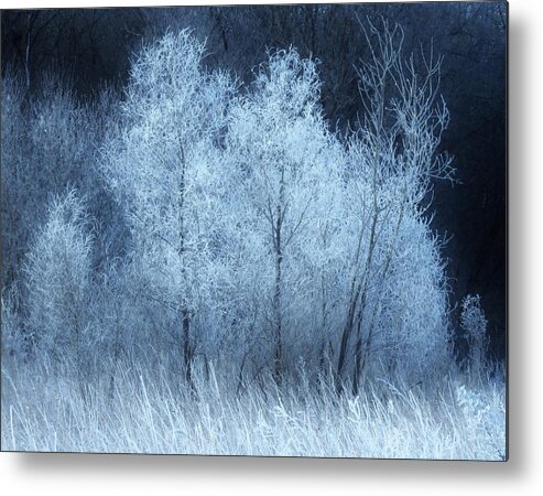 Trees Metal Print featuring the photograph The Enchanted Forest by Lori Frisch