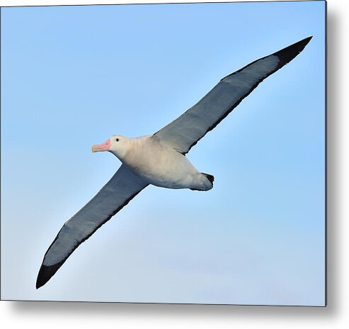 Wandering Albatross Metal Print featuring the photograph The Greatest Seabird by Tony Beck