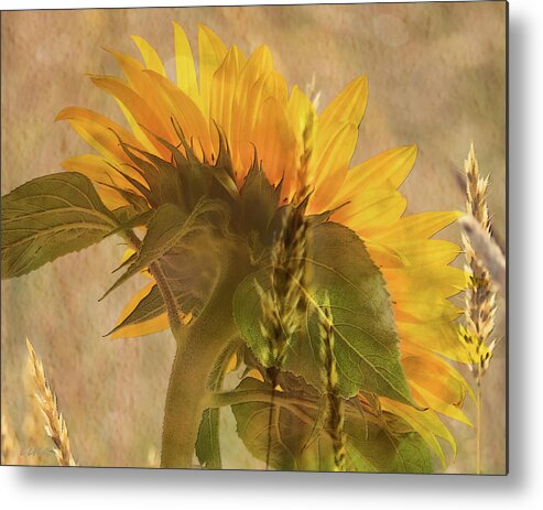 Summer Heat Metal Print featuring the photograph The Heat Of Summer by I'ina Van Lawick