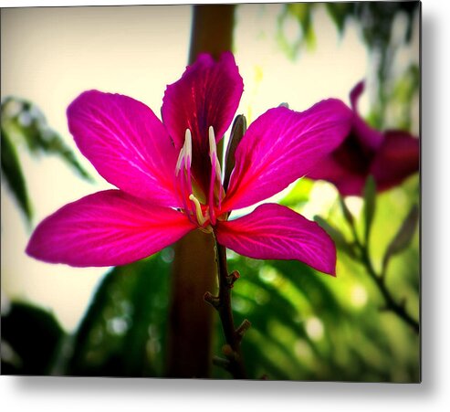 Flowers Metal Print featuring the photograph The Pink Lady by Karen Wiles