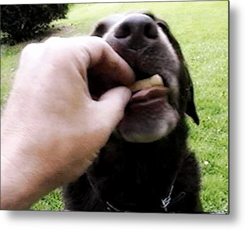 Dogs Metal Print featuring the photograph The Sacrament of the Biscuit by Ross Powell