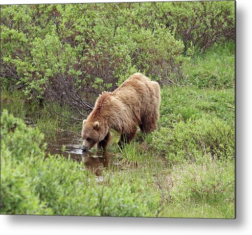 Grizzly Metal Print featuring the photograph Thirsty Grizzly by Jean Clark