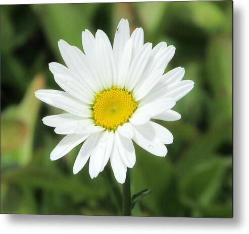 Victor Montgomery Metal Print featuring the photograph This Is Spring by Vic Montgomery