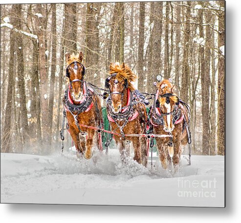 Winter Metal Print featuring the photograph Three Horses Running by Rod Best
