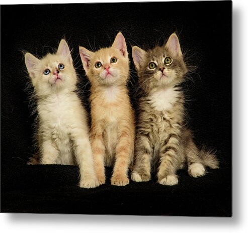 Kittens Metal Print featuring the photograph Three Wee Kittens by Janis Knight