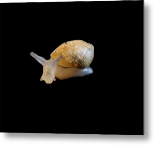 Animal Metal Print featuring the photograph Tiny Snail by Maggy Marsh