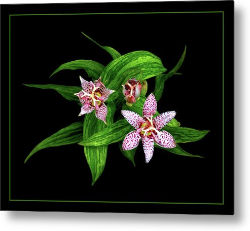 Toad Lily Metal Print featuring the photograph Toad Lily by Carolyn Derstine