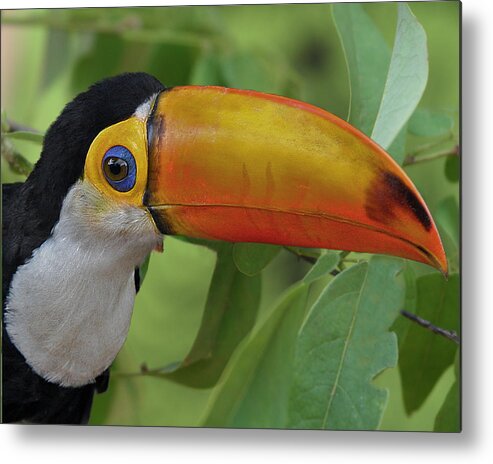 Toco Toucan Toucan Metal Print featuring the photograph Toco Toucan 2 by Larry Linton