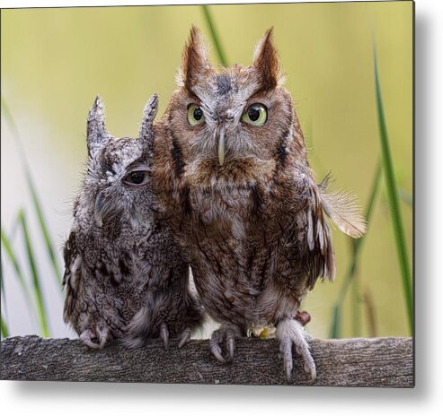 Feathers Metal Print featuring the photograph Togetherness by Cheri McEachin