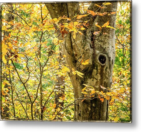 Tree Metal Print featuring the photograph Tree Hollow by Frank Winters