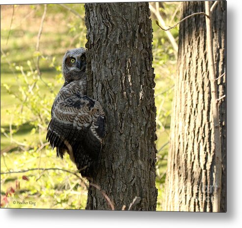 Great Horned Owl Metal Print featuring the photograph Tree Hugger by Heather King