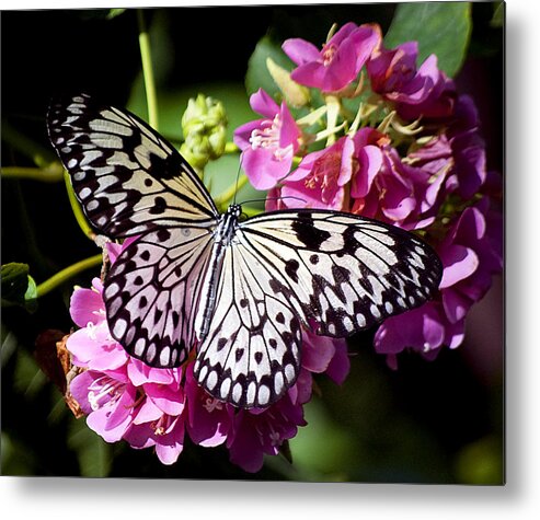 Wildlife Metal Print featuring the photograph Tree Nymph Butterfly by Kenneth Albin