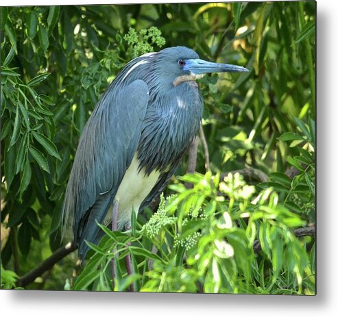 Heron Metal Print featuring the photograph Tricolored by Carol Bradley