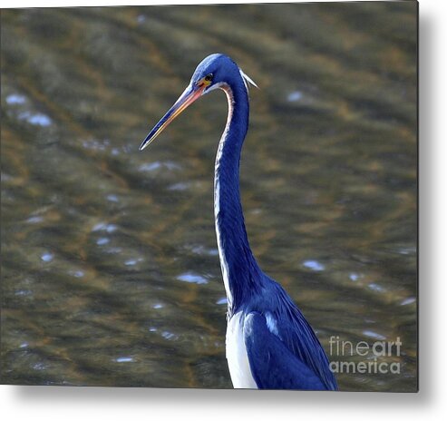 Tricolored Heron Metal Print featuring the photograph Tricolored Heron Pose by Al Powell Photography USA