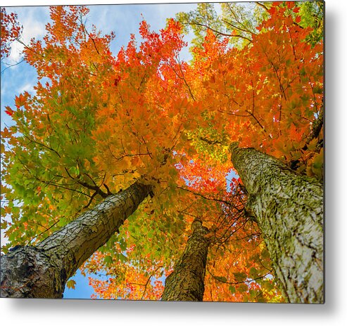 Maple Tree Metal Print featuring the photograph Triple the Maples by Tim Kirchoff