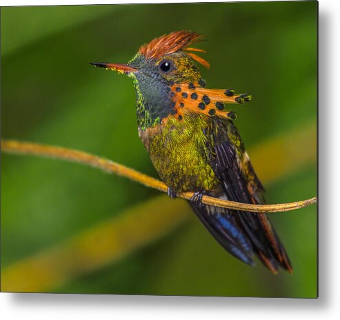 Tufted Coquette Metal Print featuring the photograph Tufted Coquette by Tony Beck