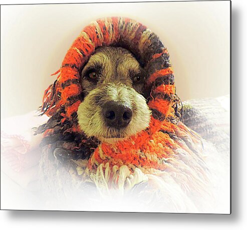 Dog Metal Print featuring the photograph Tuinki Dog Snuggle by Gabby Dream