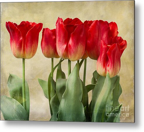 Flowers Metal Print featuring the photograph Tulips by Ann Jacobson