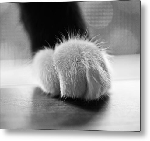 Tuxedo Metal Print featuring the photograph Tuxedo cat paw black and white by Toby McGuire