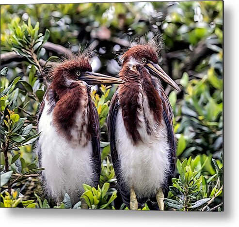Birds Metal Print featuring the mixed media Twins by DB Hayes