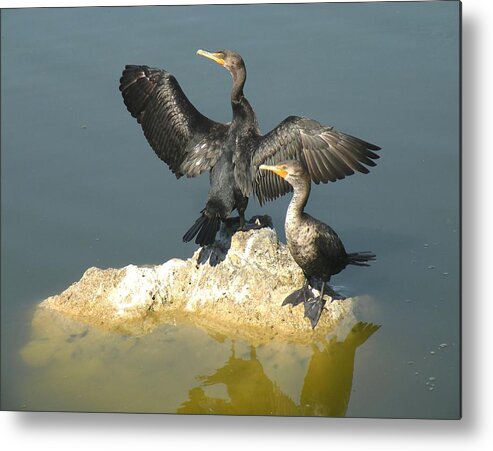 Birds Metal Print featuring the photograph Two Cormorants by Rosalie Scanlon