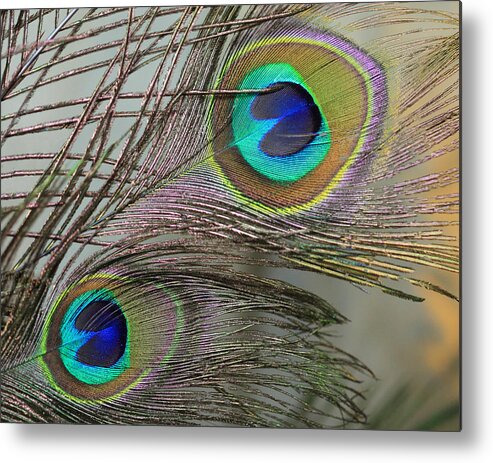 Peacock Feathers Metal Print featuring the photograph Two Peacock Feathers by Angela Murdock