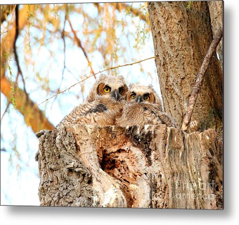 Owl Metal Print featuring the photograph Two peas in a pod by Heather King