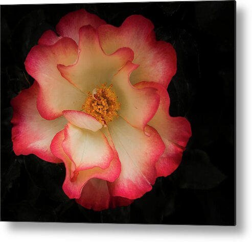 Garden Metal Print featuring the photograph Two Toned Rose by Jean Noren