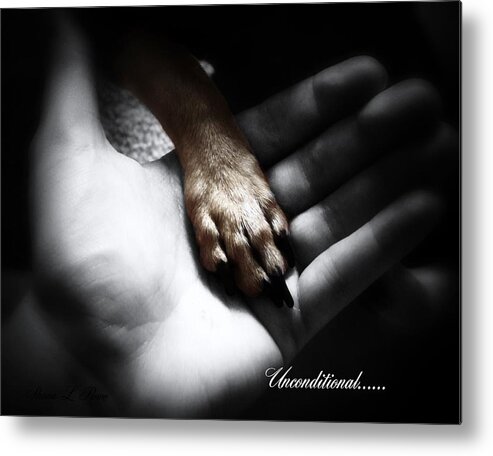 Chihuahua Metal Print featuring the photograph Unconditional by Shana Rowe Jackson