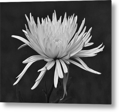  Metal Print featuring the photograph Unforgettable by Carolyn Mickulas